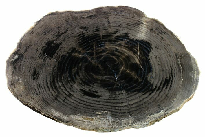 Polished Petrified Wood (Conifer) Slab - McDermitt, Oregon #163721